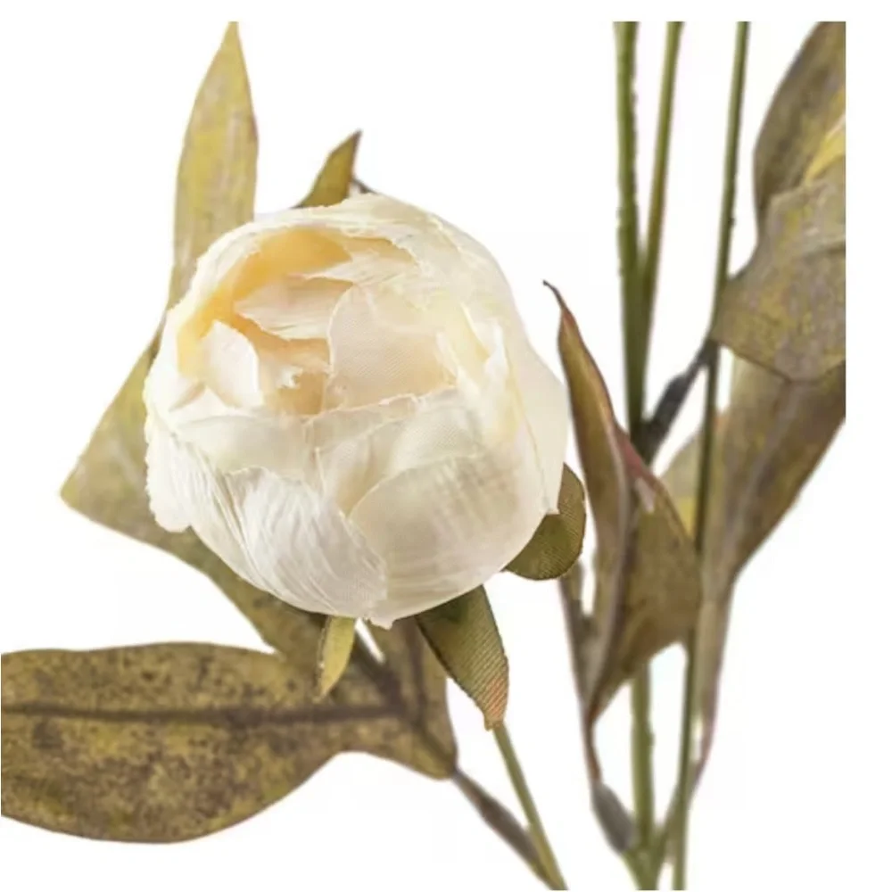 5 Stems Cream Peony Stem by Ashland / NWT